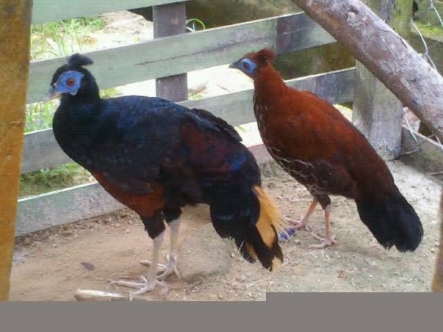 Daftar Harga Sepidan Pheasant
